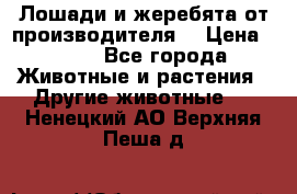 Лошади и жеребята от производителя. › Цена ­ 120 - Все города Животные и растения » Другие животные   . Ненецкий АО,Верхняя Пеша д.